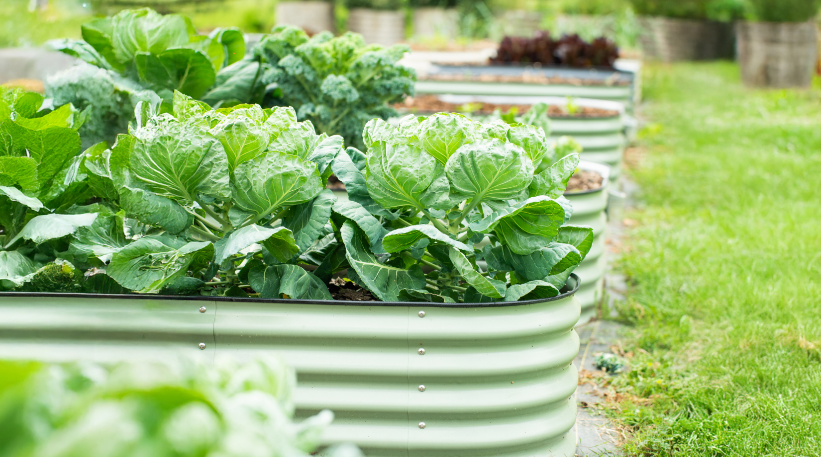 Classic Vego Garden raised beds filled with mature vegetables