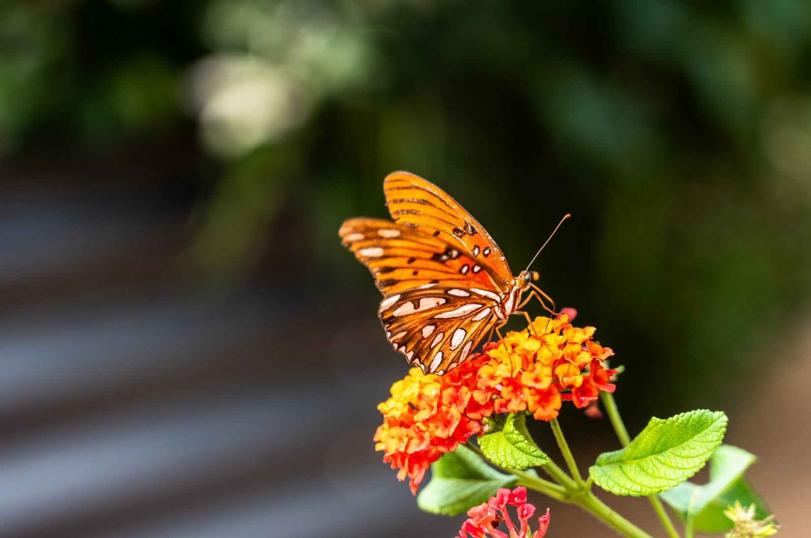 Orange butterfly resting on vivid flowers