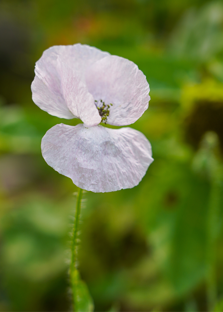 Delicate pale flower against a green background