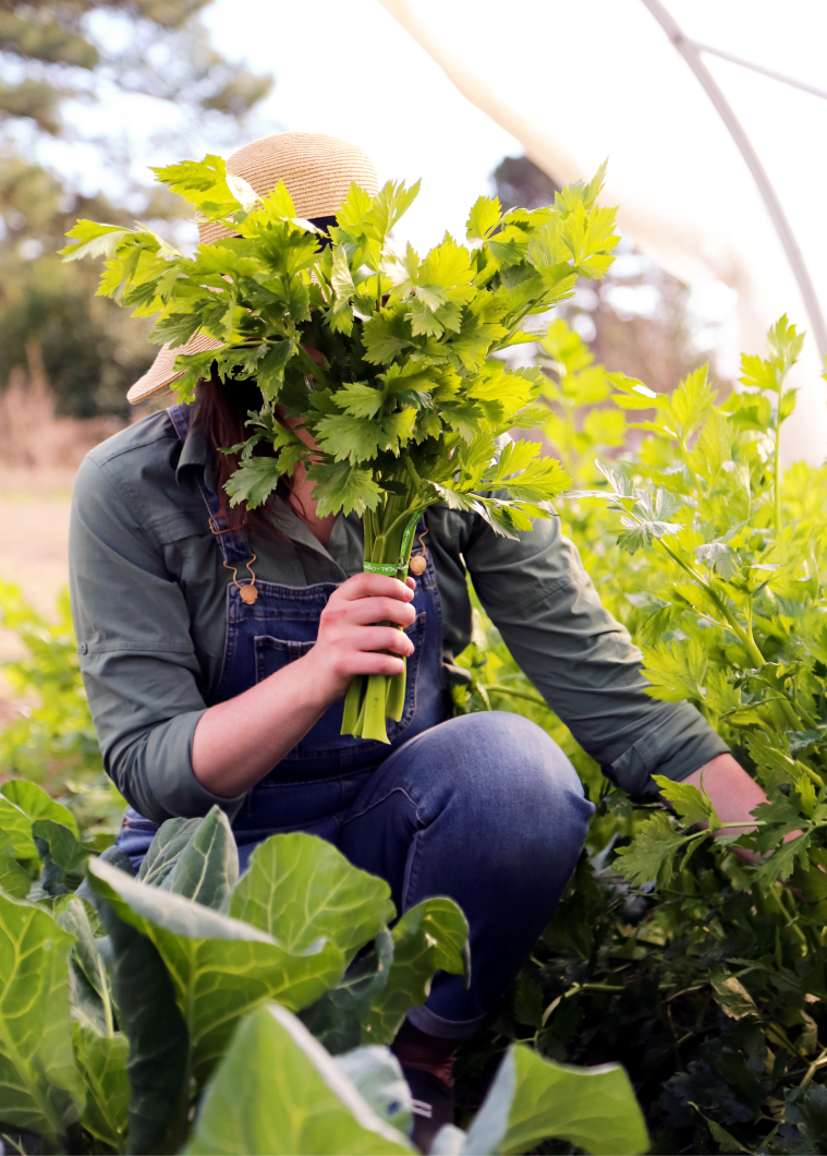 Gardener holding freshly harvested celery